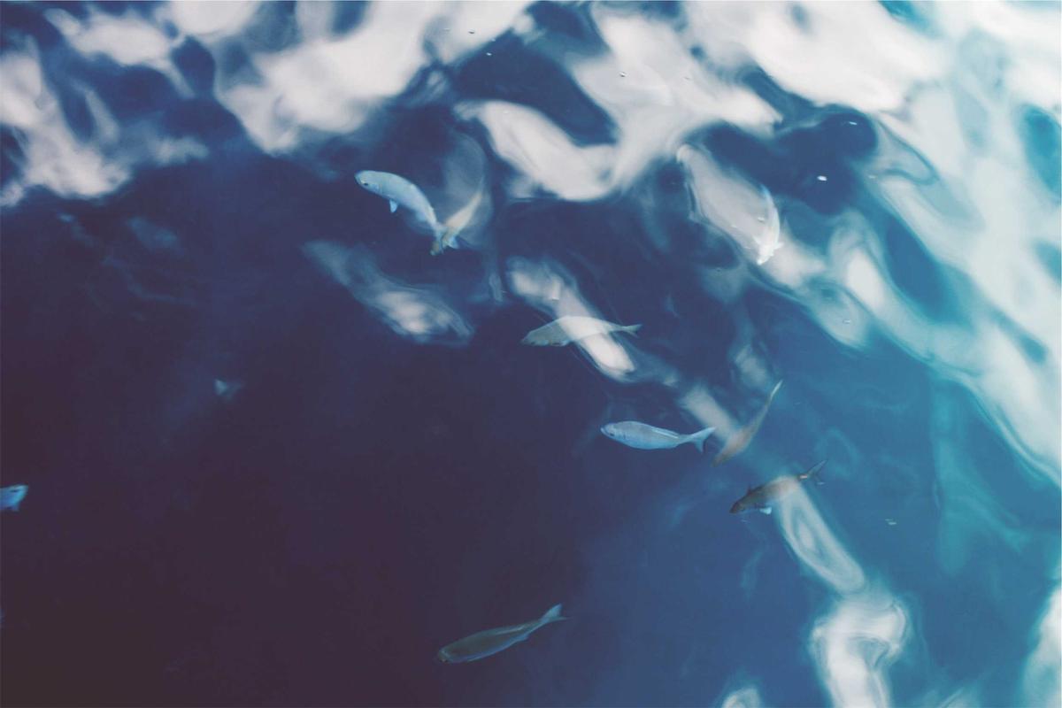 Fujairah Deep Sea Fishing Charter